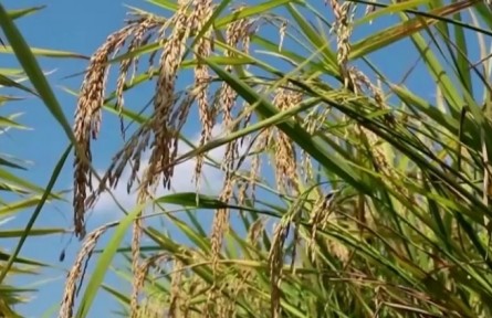 《“十四五”全國種植業(yè)發(fā)展規(guī)劃》發(fā)布