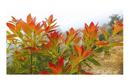 物種故事 | 木荷：我是“木上荷花”，也是生物防火衛(wèi)士