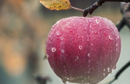 蘋果樹發(fā)生老翹皮、腐爛病應(yīng)如何處理？