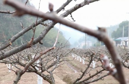 冬季果園管理技術：防凍防寒?