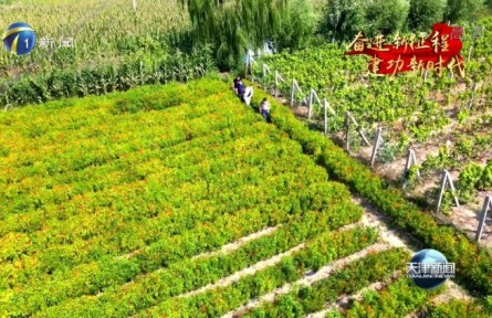 天津：高起點(diǎn)實(shí)施種業(yè)振興行動 把飯碗牢牢端在自己手里