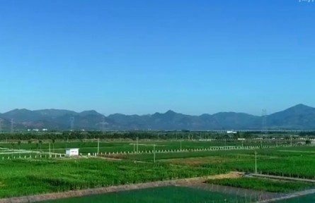 海南大力推進“南繁硅谷”建設 推動南繁產(chǎn)業(yè)高質量發(fā)展
