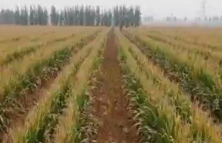 山東：系統(tǒng)推廣大豆玉米帶狀復合種植技術 維護國家糧油安全