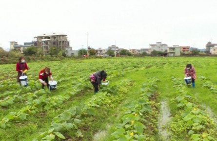 豐收故事 | 廣西東興：千畝西葫蘆喜豐收 農民采摘忙