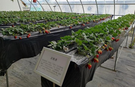 北京昌平86個草莓品種進行試種篩選，豐富品類助農(nóng)增收