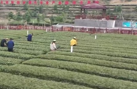 湖北宜昌：早春茶進(jìn)入采摘季 茶農(nóng)爭采搶先機(jī)
