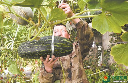 餐桌天天“見綠”，我軍高原部隊(duì)鮮菜保障能力大幅提升