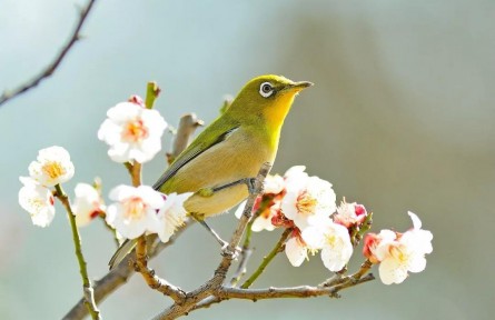 春分：燕子來(lái)時(shí)，陌上花開(kāi)