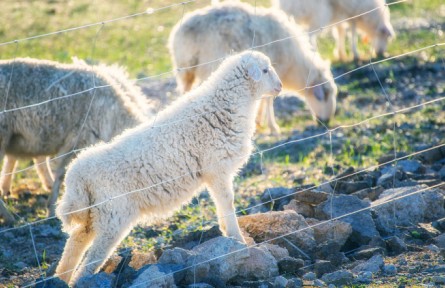 新疆：規(guī)?；B(yǎng)殖助力產(chǎn)業(yè)發(fā)展 農(nóng)民增收