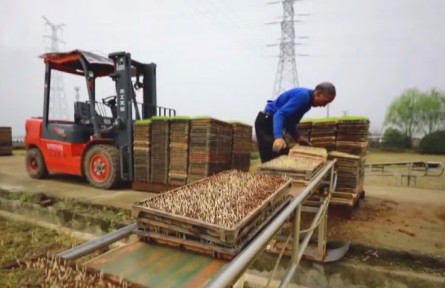 浙江金華：機械化育秧助力早稻春播