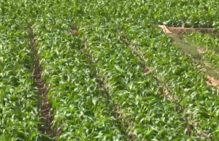 云南：春耕正當時 綠色生態(tài)成“新寵”