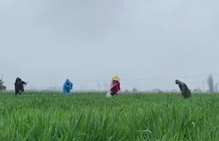 ?“倒春寒”來(lái)襲 湖北做好應(yīng)對(duì)保春耕