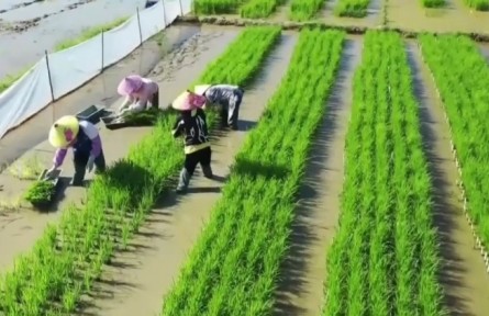 海南多措并舉激發(fā)農(nóng)戶種糧積極性 全省早稻插秧面積超100萬畝 海南網(wǎng)絡廣播電視臺