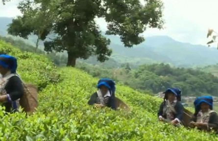 云南：春暖茶飄香 茶農采茶忙