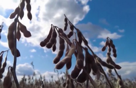黑龍江積極推動大豆擴種1000萬畝以上