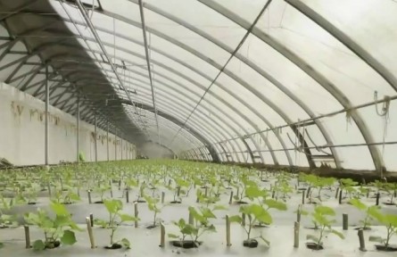 新疆：各地發(fā)展特色種植 打造增收新亮點