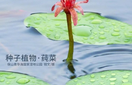 物種故事 | 莼菜：吃野生的我是違法的！