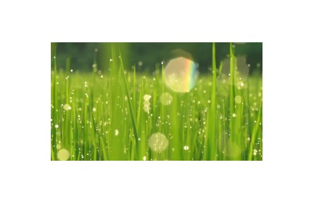 六級(jí)大型紀(jì)錄片《種子 種子》| 第四集：萬(wàn)物生長(zhǎng)