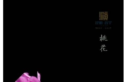 延時攝影！花與春天撞了個滿懷