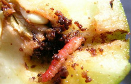 梨小食心蟲迷向絲，讓果樹“心病”有的治