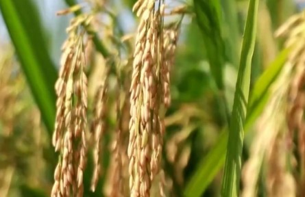 春耕開局良好 有能力端牢中國(guó)人的飯碗