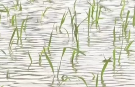 袁隆平超級雜交水稻云南蒙自示范基地水稻順利移栽