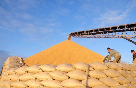 內(nèi)蒙古巴彥淖爾：精心布局調(diào)結(jié)構(gòu) 全力以赴穩(wěn)糧倉