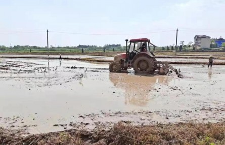 安徽宿松：擴(kuò)種再生稻 穩(wěn)產(chǎn)增效益