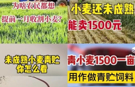 青小麥收割當飼料賣，一畝1500元？農(nóng)業(yè)農(nóng)村部：嚴查毀麥行為！