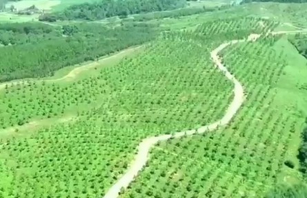 安徽：林長(zhǎng)制推動(dòng)綠色經(jīng)濟(jì)加速發(fā)展