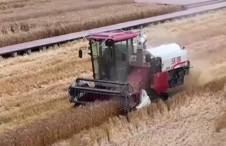 四川成都：全程機(jī)械化收割 確保夏糧顆粒歸倉(cāng)