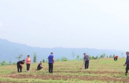 重慶 湖北 福建等地進(jìn)入夏管夏收大忙時(shí)節(jié) 加強(qiáng)田間管理 為全年增產(chǎn)豐收打好基礎(chǔ)