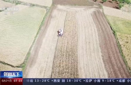 小滿小滿，麥粒漸滿！我國(guó)夏糧豐收在望