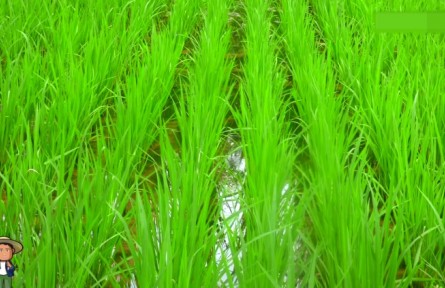 農(nóng)業(yè)知識(shí)·單季晚稻機(jī)械化育插秧生產(chǎn)技術(shù)⑤：大田肥水管理