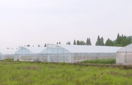 強(qiáng)省會(huì)，湖南長(zhǎng)沙這樣打造“種業(yè)硅谷”