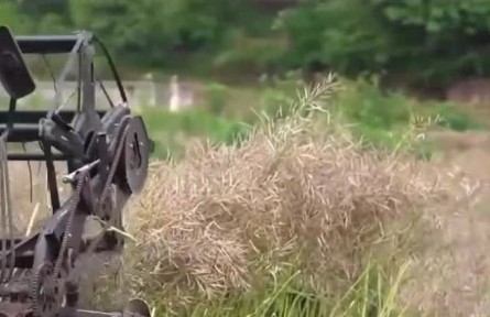 重慶大足：打造十萬(wàn)畝油蔬兩用基地 助農(nóng)增收