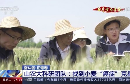 20年攻克小麥“癌癥” 這群青年用行動守護(hù)“中國糧”