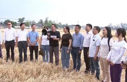 四川廣漢：晚播小麥實(shí)收測(cè)產(chǎn) 畝產(chǎn)達(dá)600公斤