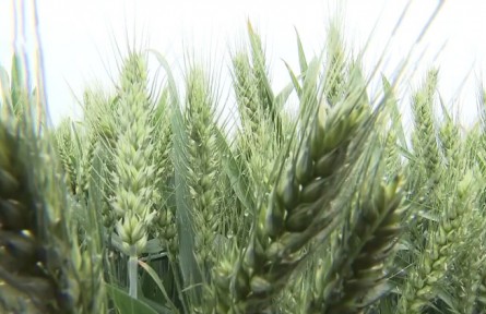 安徽亳州：科技設(shè)備助力小麥抗旱增產(chǎn)