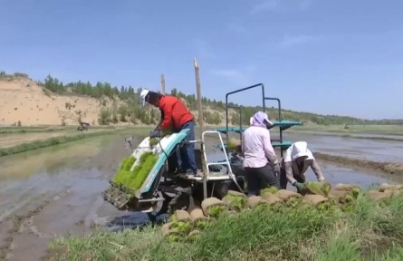 內(nèi)蒙古：230萬畝水稻機(jī)械化插秧作業(yè)有序開展