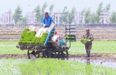 吉林：集約化經(jīng)營 加快水稻插秧進(jìn)度