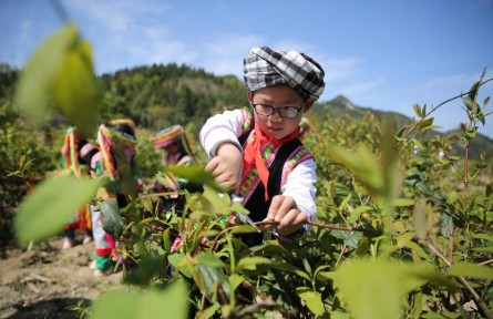 湖南邵陽(yáng)：喜迎六一兒童節(jié)  修剪金銀花  體驗(yàn)勞動(dòng)樂趣