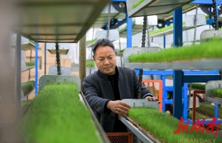 湖南岳陽金興村：誰知盤中餐，粒粒皆“智慧”