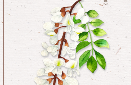 物種故事 | 刺槐：槐花滿院氣，松子落階聲