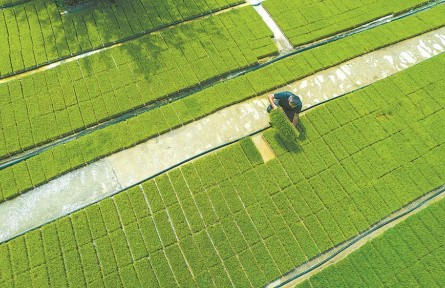 端穩(wěn)中國飯碗，貢獻安徽力量