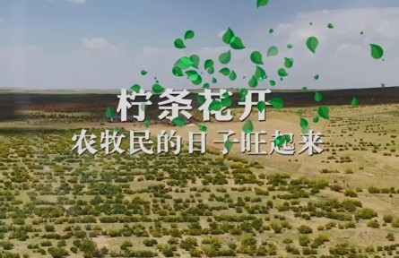說說我的綠色獲得感 | 檸條花開，農(nóng)牧民的日子旺起來
