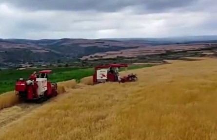 寧夏：盛夏時(shí)節(jié)豐收忙