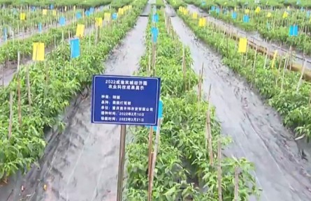 實(shí)施五大行動 重慶將全力打造西部種業(yè)高地