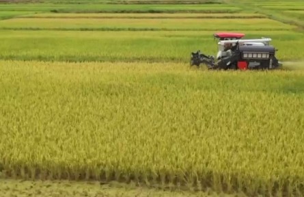 江西：早稻陸續(xù)開鐮 豐收基礎(chǔ)良好