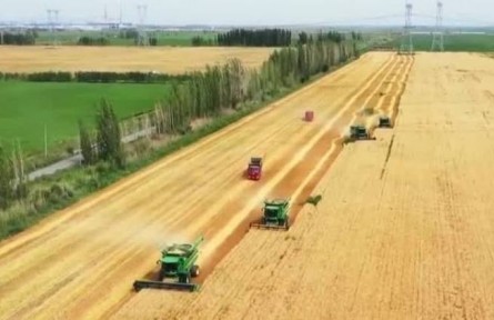 新疆：小麥夏收工作進(jìn)度過半 夏糧收購工作已全面展開